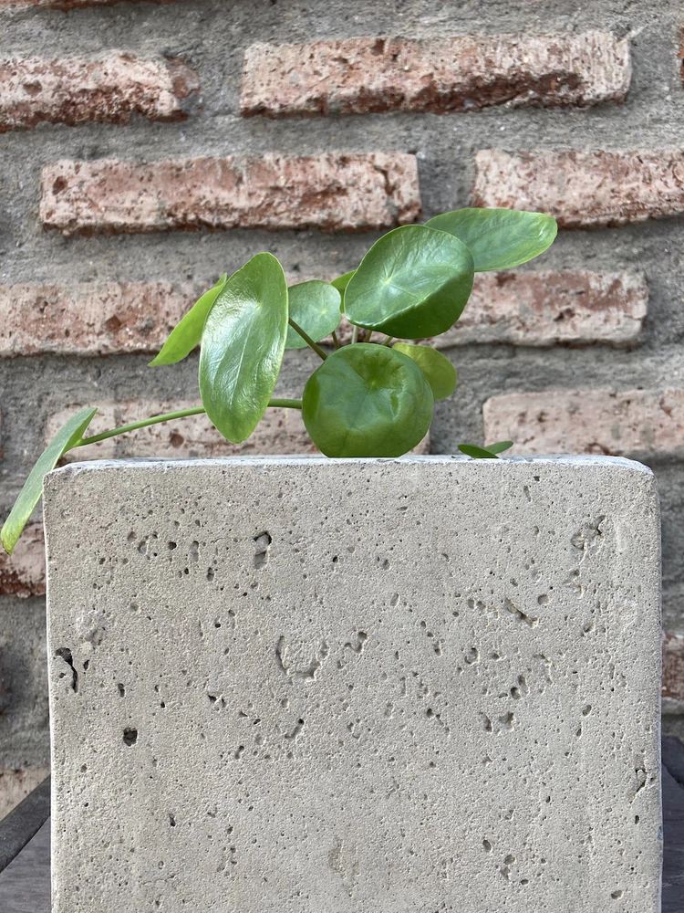 Pilea peperomioides - vista alternativa