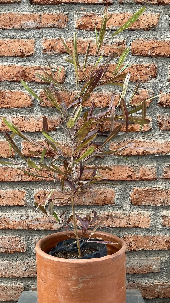 Stenocarpus - vista alternativa