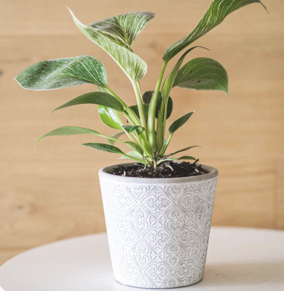 Macetero con patrón blanco modelo Laurel - vista alternativa