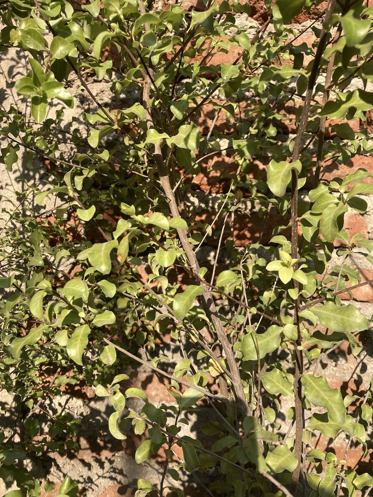 Pitosporo nigricans - vista alternativa