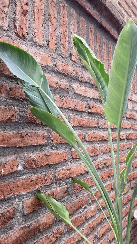Flor del pájaro - vista alternativa