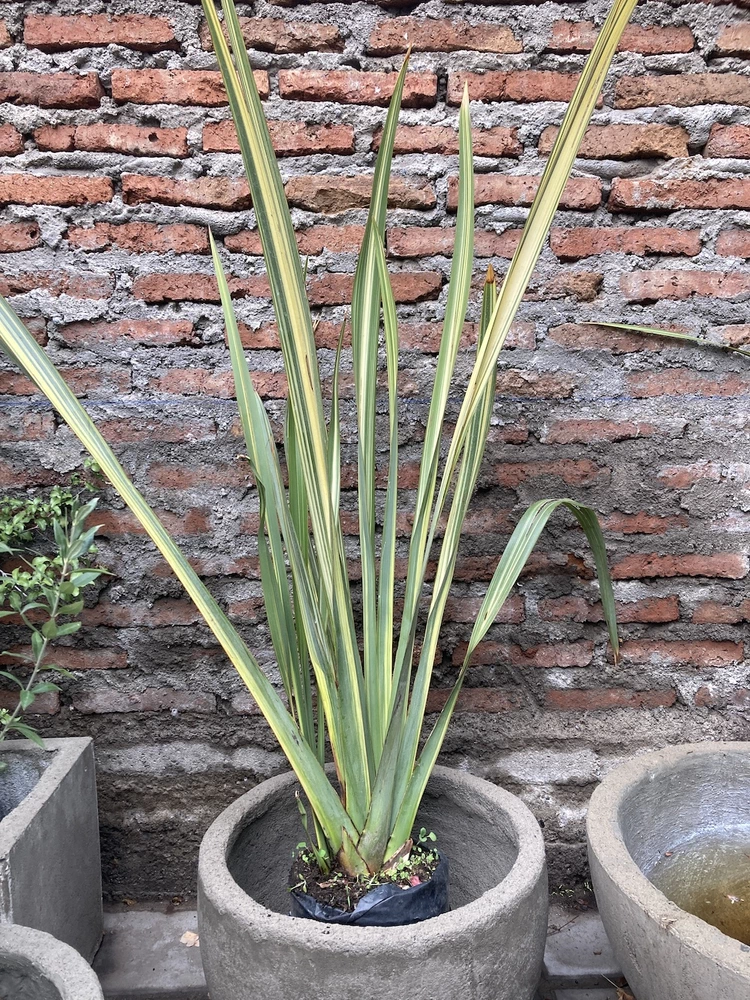 Pita variegada - vista alternativa