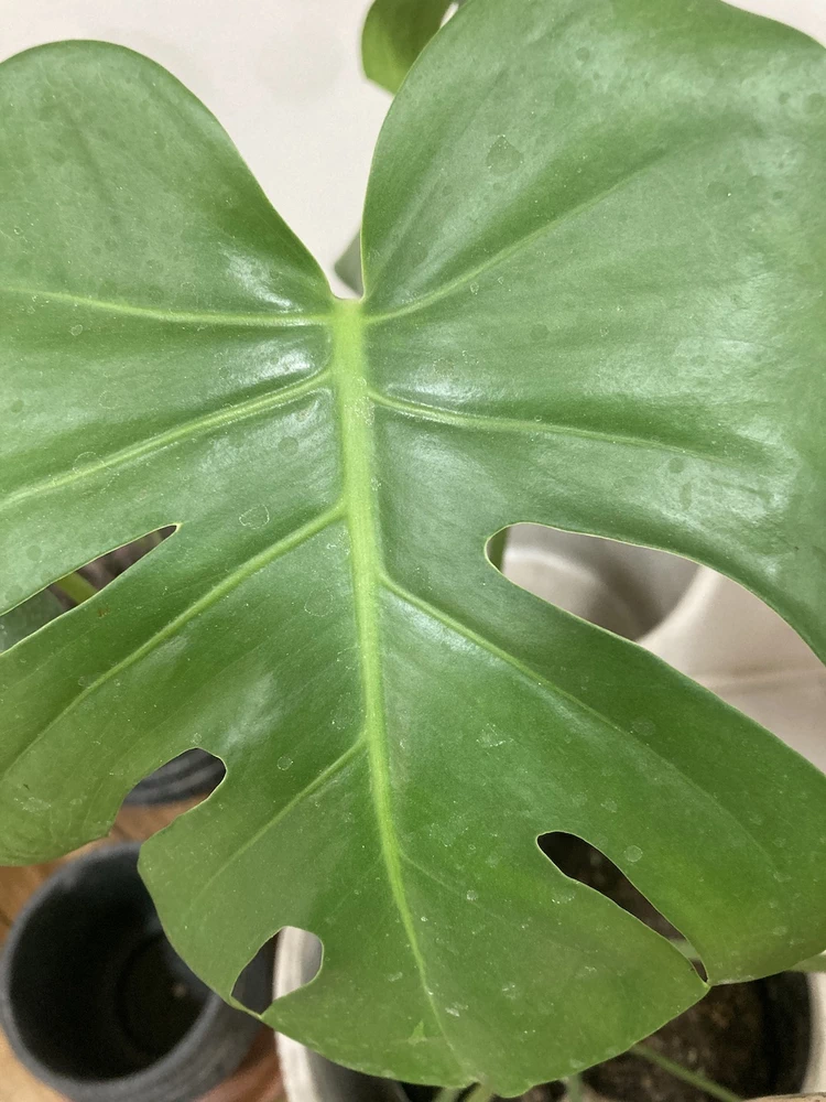 Monstera deliciosa - vista alternativa