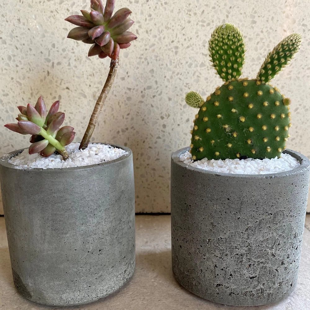 Macetero cilíndrico pequeño de hormigón con planta - vista alternativa