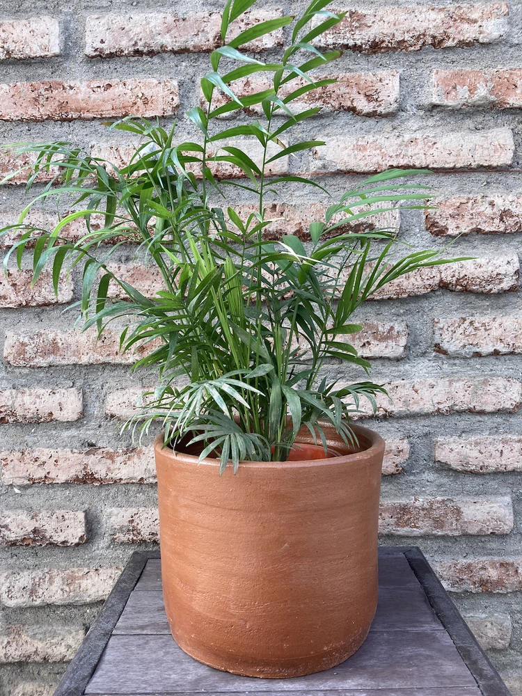 Chamaedorea