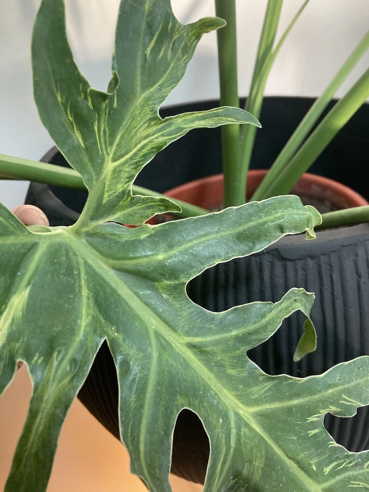 Filodendro paraguayo - vista alternativa