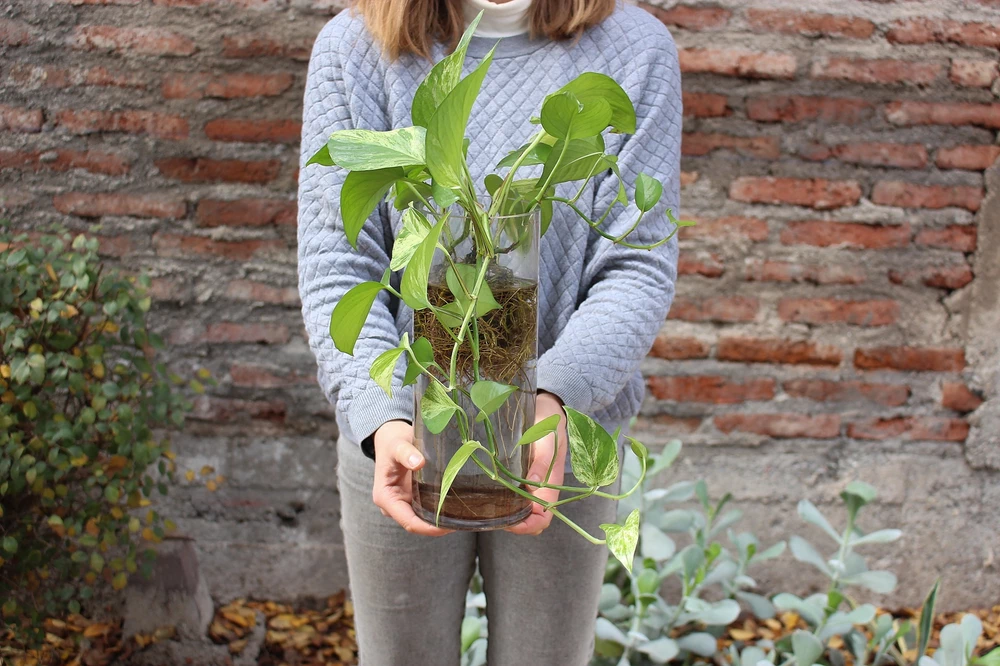 Florero de vidrio con planta y raíces a la vista - vista alternativa