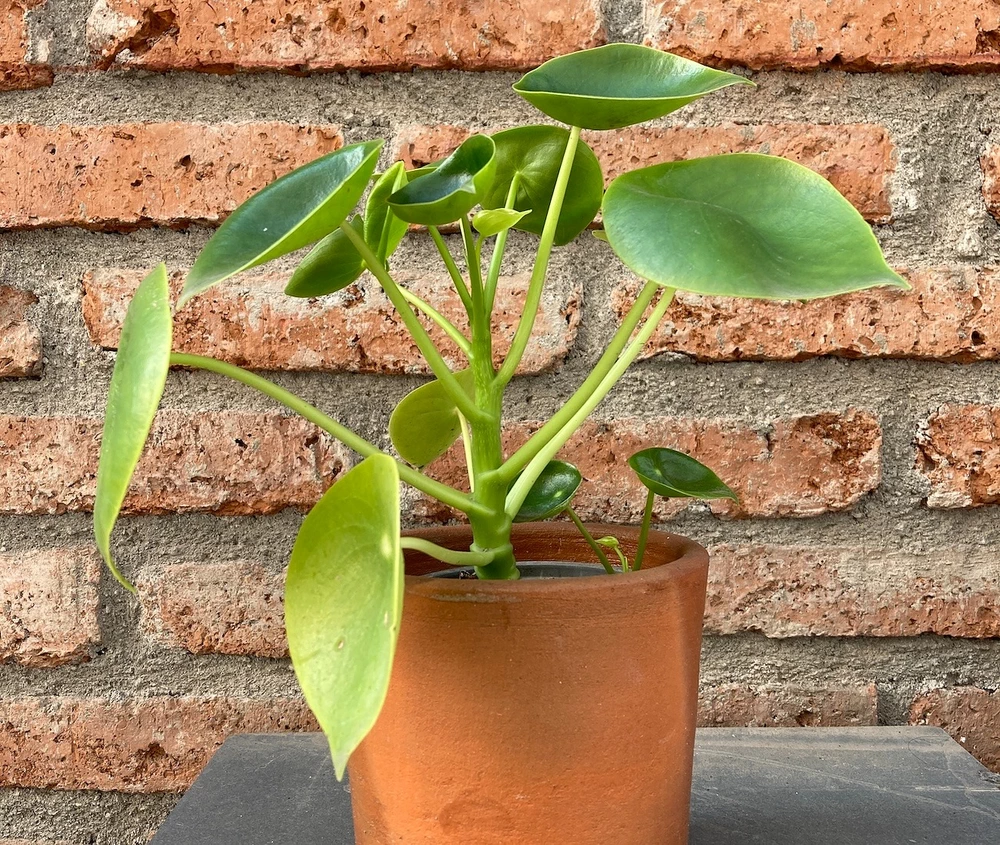 Peperomia cucharita - vista alternativa