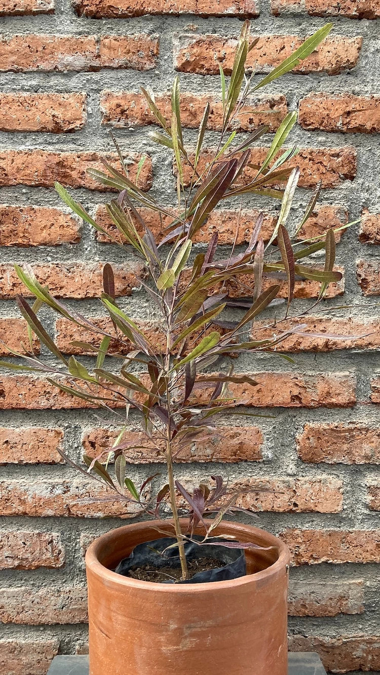 Stenocarpus