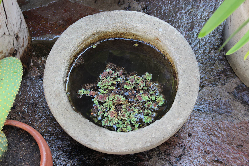 Media bola de hormigón de 30 cm con plantas acuáticas