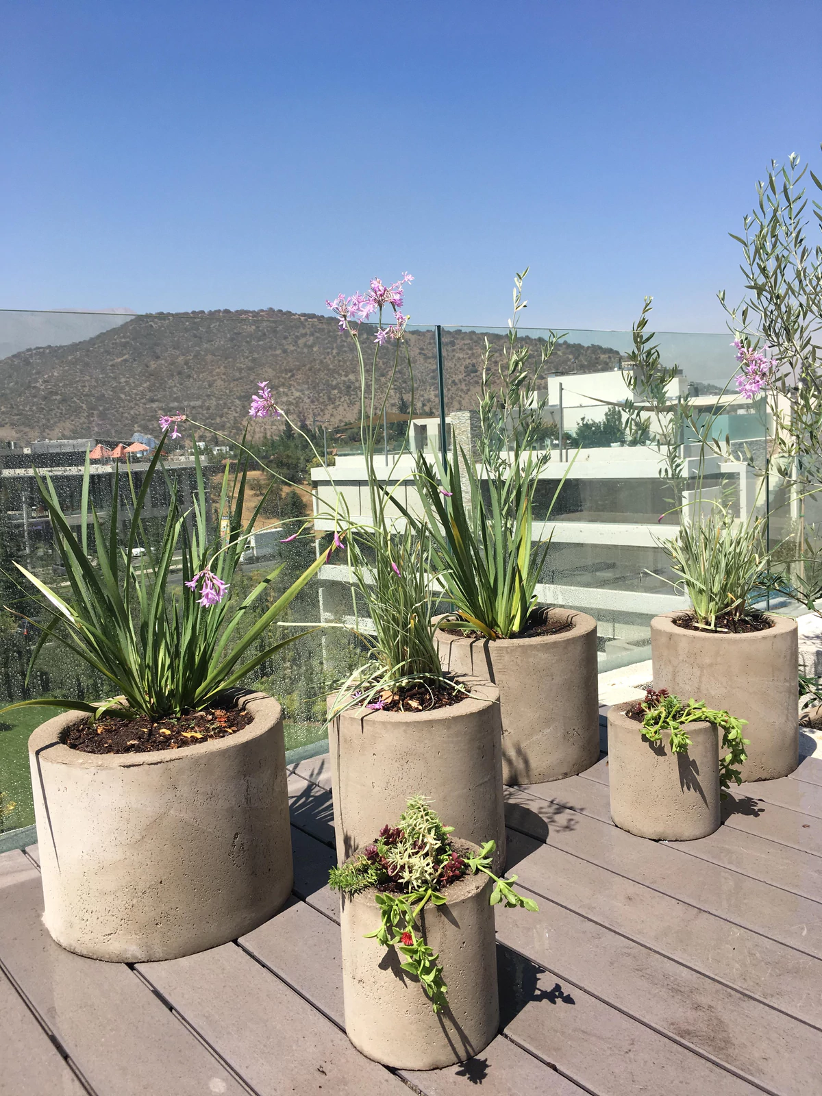Maceteros_de_hormigon_con_plantas_liviano.jpg