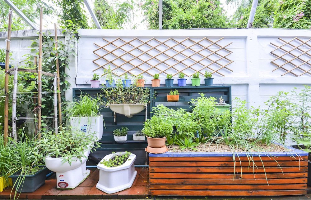 mantencion_de_plantas_de_terrazas.jpg