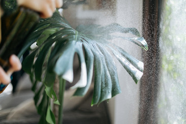 NUESTROS SERVICIOS CON PLANTAS