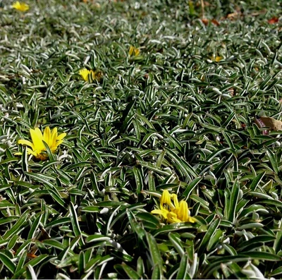 Cubresuelo Dymondia 