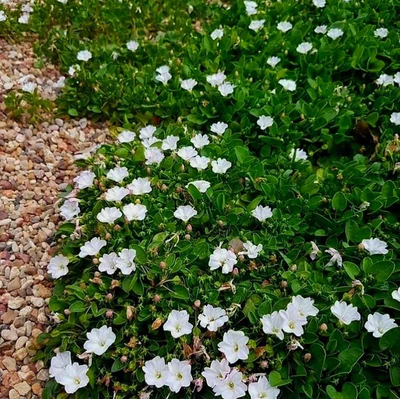 Cubresuelo Falkia 
