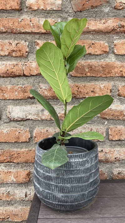 Ficus lyrata pequeño