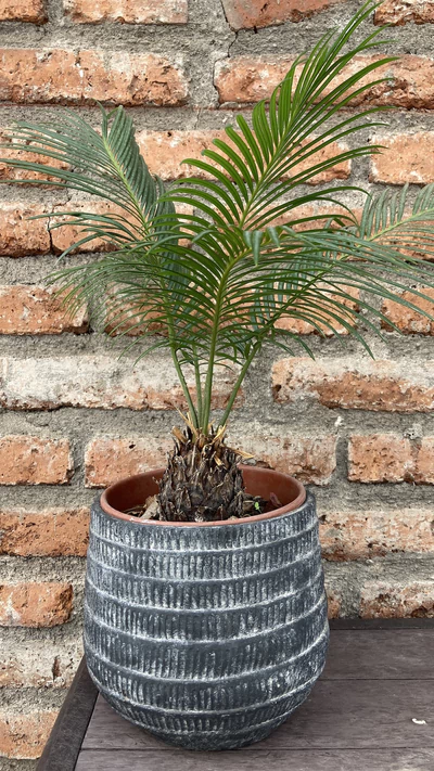 Palmera cyca
