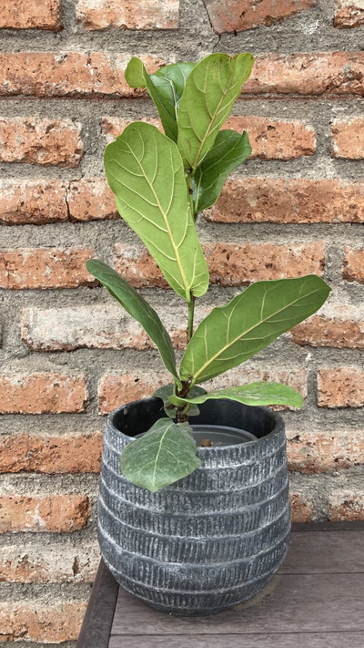 Ficus lyrata pequeño