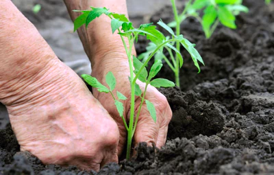Trasplante de plantas