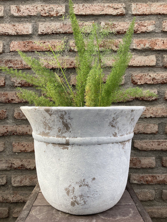Helecho meyeri