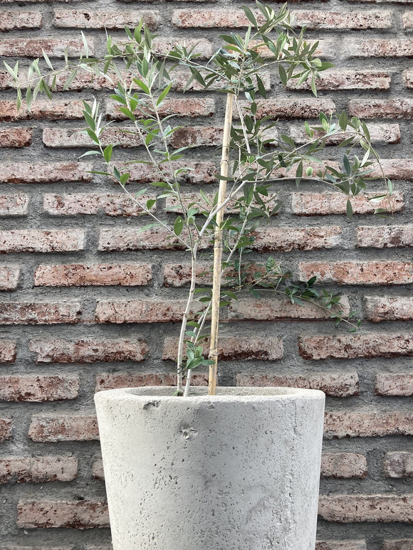 Olivo
