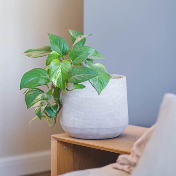 Macetero blanco con diseño de anillos modelo Luma