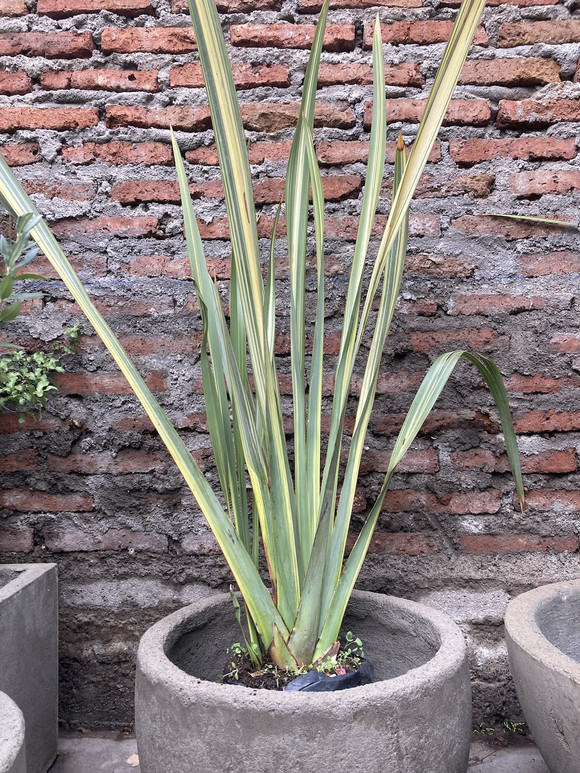 Pita variegada