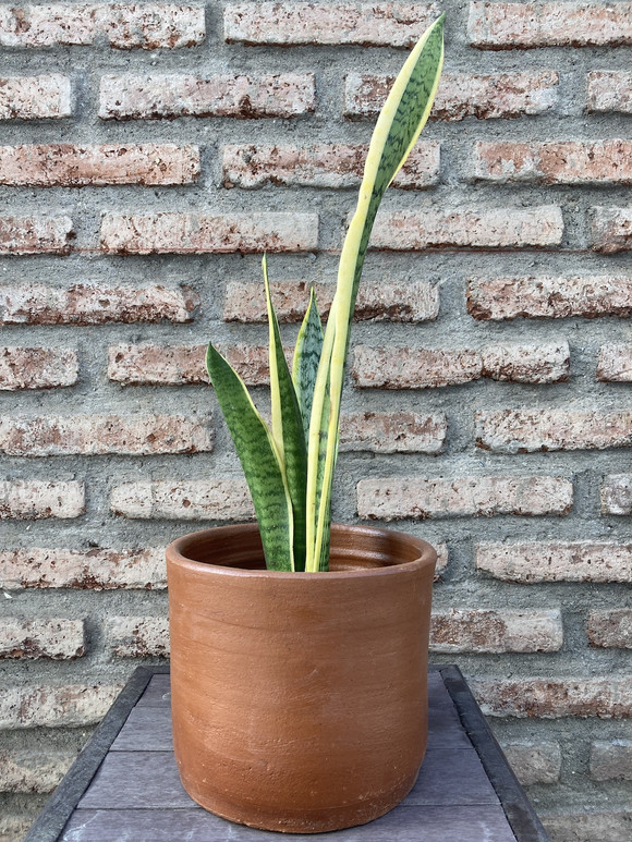 Sansevieria variegada