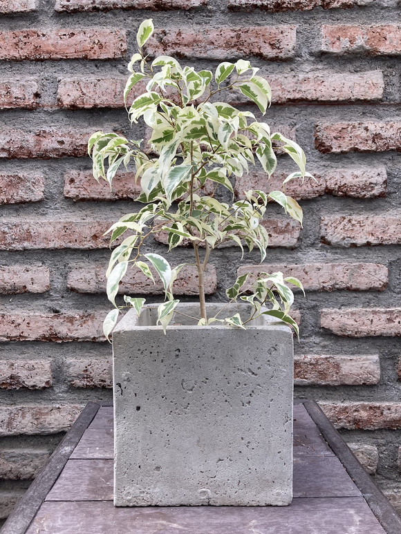 Ficus benjamina variegado
