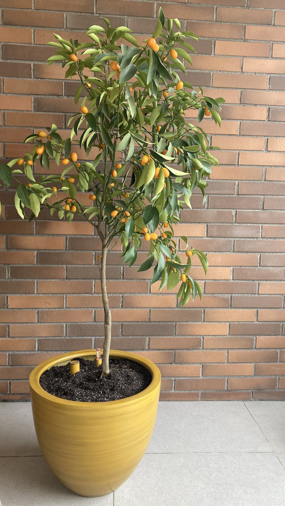 Macetero autorregante modelo Bremen