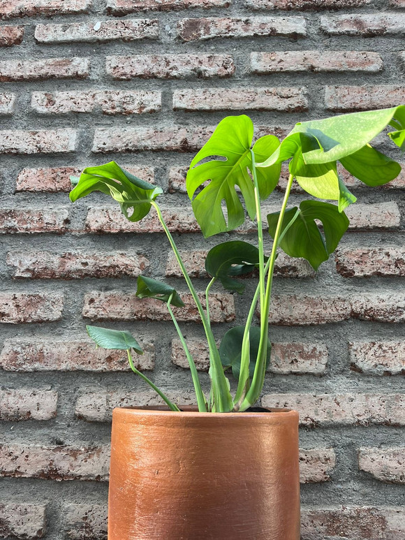 Monstera deliciosa