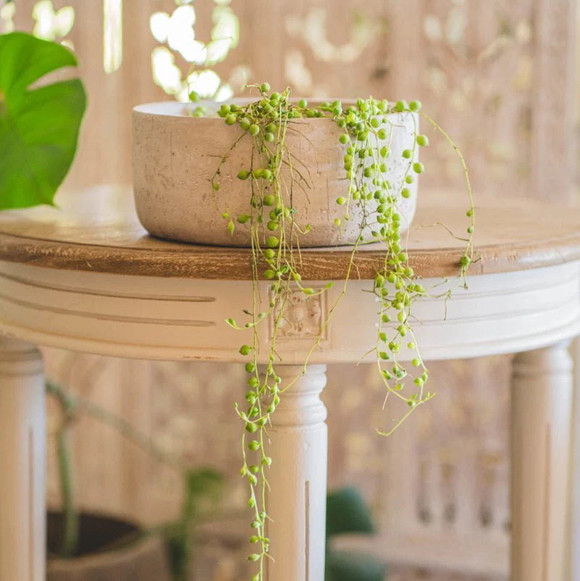 Macetero de cemento modelo Patagua