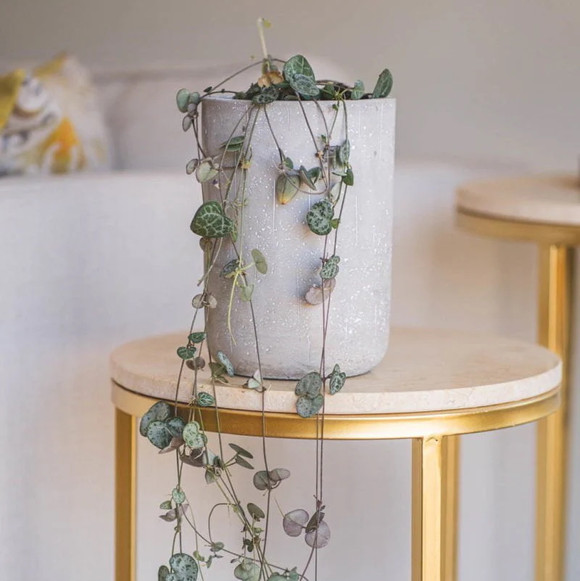 Macetero de cemento modelo Patagua