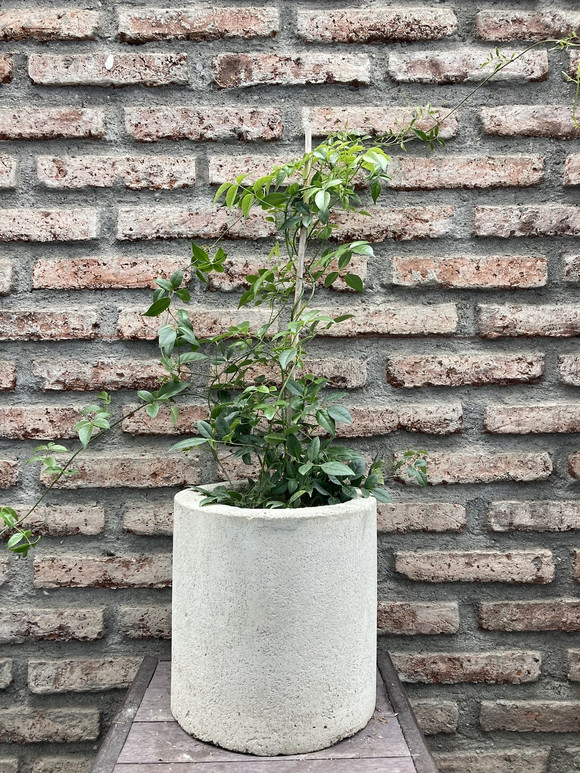Bignonia Copa de vino