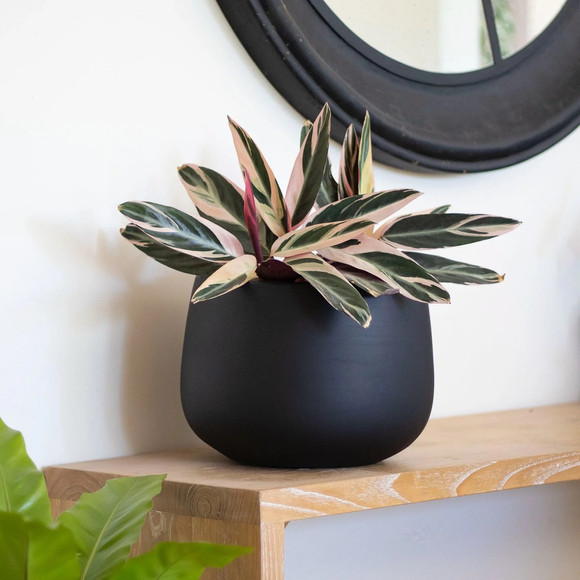 Macetero bajo y ancho modelo Tepa