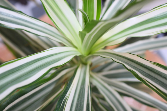 Asesoría personalizada: Quiero aprender a cuidar mis plantas