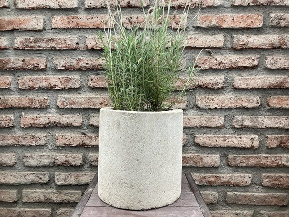 Lavanda francesa