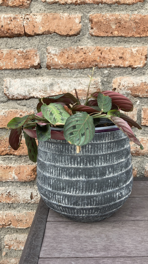 Maranta leuconeura 