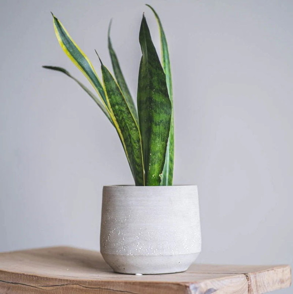 Macetero blanco con diseño de anillos modelo Luma