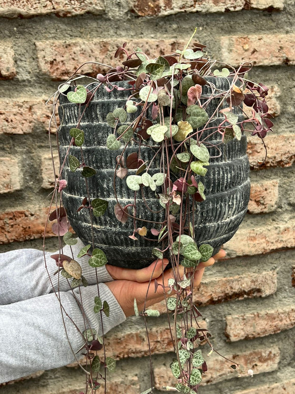 Ceropegia woodii con macetero mediano