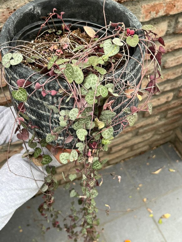 Ceropegia woodii