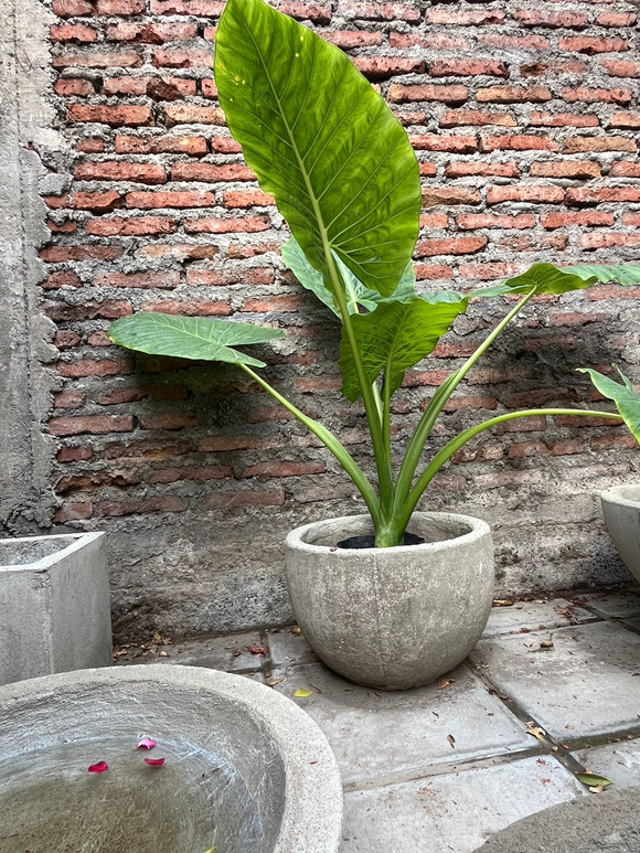 Manto de eva