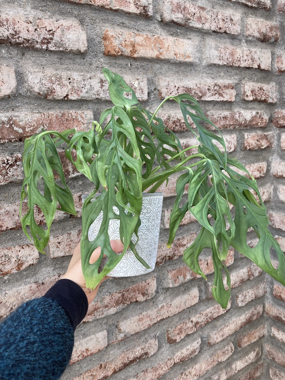 Monstera adansonii