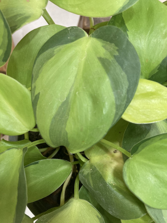 Cordatum basil