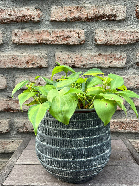 Cordatum basil con macetero mediano