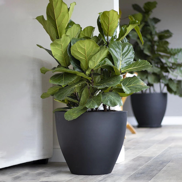 Macetero tipo bowl modelo Notro