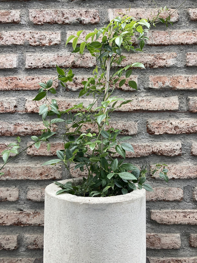 Bignonia  - planta enredadera trepadora de sol bignonia copa de vino de 100 cm en macetero de cemento.jpg