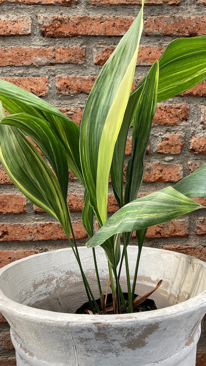 Aspidistra - planta de interior o de sombra aspidistra variegada hojas largas muy decorativa resistente poca agua poca luz 4.jpg.jpg