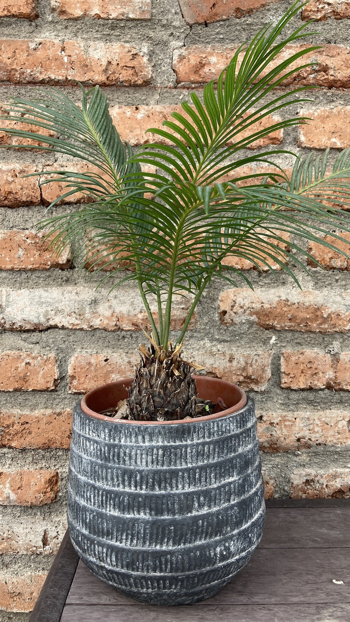 Palmera cyca - palmera cicca con macetero de fibra de cemento mediano.jpg