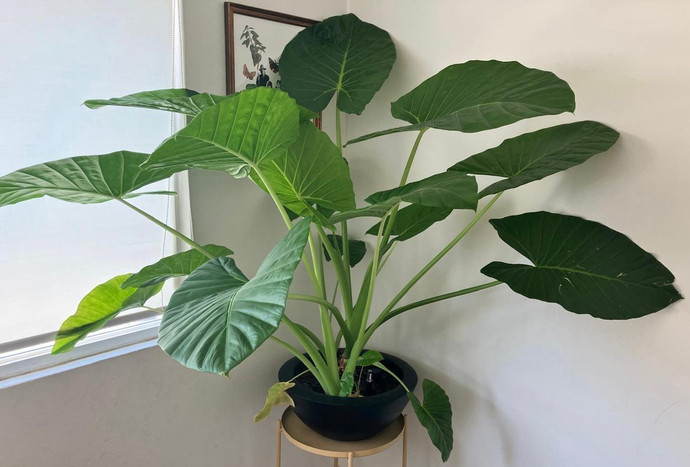 Macetero autorregante modelo Nápoles - manto de eva en macetero autorregante modelo napoles.jpeg